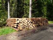 Aktualna oferta sprzedaży drewna