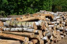 Drewno na cele opałowe dla mieszkańców Puszczy Białowieskiej