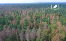 Puszcza konfliktu - jak chronić Puszczę Białowieską