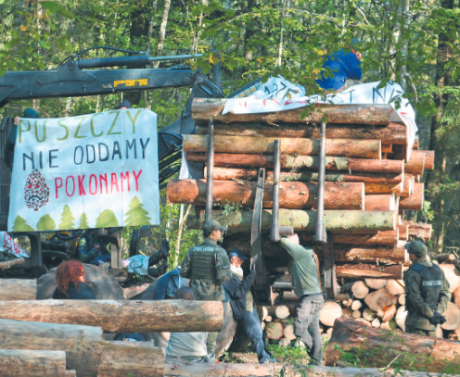 Puszcza Białowieska. Sąd wydał wyroki grzywny