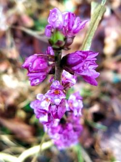 Fot&#x2e;&#x20;K&#x2e;&#x20;Pawłowska-Agiejczyk&#x20;-&#x20;&#x22;Wawrzynek&#x20;wilczełyko&#x20;&#x28;Daphne&#x20;mezereum&#x29;&#x22;