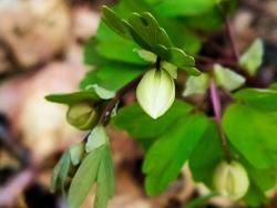 Fot&#x2e;&#x20;K&#x2e;&#x20;Pawłowska-Agiejczyk&#x20;-&#x20;&#x22;Zdrojówka&#x20;rutewkowata&#x20;&#x28;Isopyrum&#x20;thalictroides&#x29;