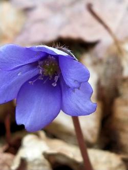 Fot&#x2e;&#x20;K&#x2e;&#x20;Pawłowska-Agiejczyk&#x20;-&#x20;&#x22;Przylaszczka&#x20;pospolita&#x20;&#x28;Hepatica&#x20;nobilis&#x29;&#x22;