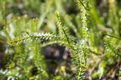 Fot&#x2e;&#x20;J&#x2e;&#x20;Januszkiewicz&#x20;-&#x20;Widłak&#x20;Jałowcowaty&#x20;&#x28;Lycopodium&#x20;annotinum&#x29;