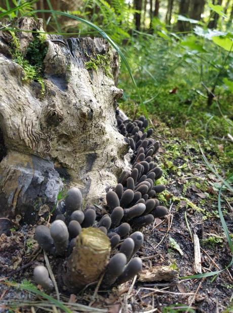 Różnorodność świata grzybów w Puszczy