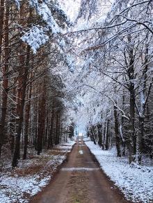 Do Puszczy Białowieskiej zawitała zima