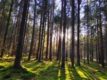 Zakup lasów i gruntów