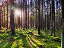 Zakup lasów i gruntów