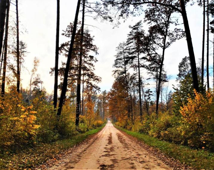 Fotografia&#x20;przedstawia&#x20;drogę&#x20;leśną&#x20;-&#x20;Tryb&#x20;Jagielloński&#x20;&#x28;J&#x2e;&#x20;Kościuczuk&#x29;