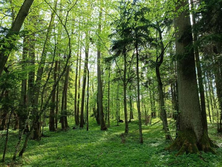 Fotografia&#x20;przedstawia&#x20;Puszczę&#x20;Białowieską&#x20;w&#x20;kwietniu&#x20;&#x28;Andrzej&#x20;Wołkowycki&#x29;