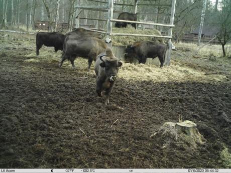 Fundusz leśny chroni żubra w Nadleśnictwie Białowieża