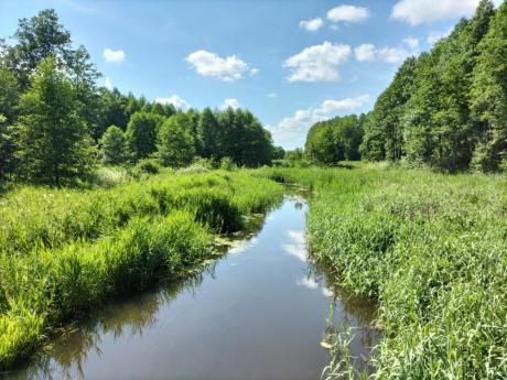 AKTUALNA SYTUACJA HYDROLOGICZNA W PUSZCZY BIAŁOWIESKIEJ