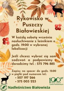 Rykowisko w Puszczy Białowieskiej