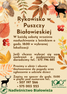 Rykowisko w Puszczy Białowieskiej