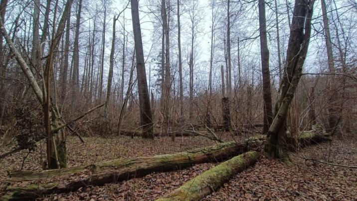 Fotografia&#x20;przedstawia&#x20;Puszczę&#x20;Białowieską&#x20;w&#x20;grudniu&#x2c;&#x20;fot&#x2e;&#x20;Andrzej&#x20;Wołkowycki