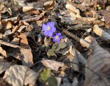 Przylaszczka pospolita (Hepatica nobilis) - leśny i magiczny zwiastun wiosny