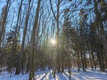PODSUMOWANIE POGODY W STYCZNIU I W LUTYM W PUSZCZY BIAŁOWIESKIEJ