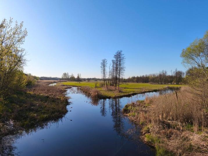 Fotografia przedstawia rzekę Narewkę w Białowieży w kwietniu (A. Wołkowycki)